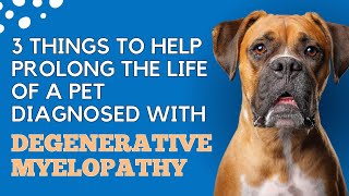 3 Things to do to help prolong the life of a pet diagnosed with Degenerative Myelopathy [upl. by Tomkiel814]