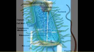 Systemic Enzymes Scar Tissue Uterine Fibroids Inflammation Toxins Of The Blood Part 2 [upl. by Retse27]