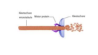 Mechanisms for chromosome movement [upl. by Ttcos]