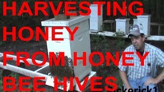 Honey Harvest From Honey Bee Hives August 2013 [upl. by Sacks]