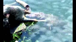 crocodile at uppar aliyar dam valparai [upl. by Nynnahs]