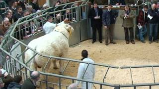 Charolais Bull Sales at Stirling  8 top prices 125k  14k February 2012 [upl. by Civ]