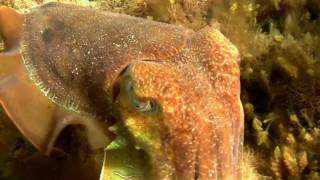 Australian Giant Cuttlefish Sepia apama  Riesensepia 2 [upl. by Puett]