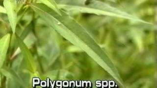 knotweed Polygonum species [upl. by Llednol]