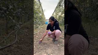 Saffron plantation in Kashmir puthettutravelvlog jelajaratheesh saffron kashmir india travel [upl. by Lenssen]