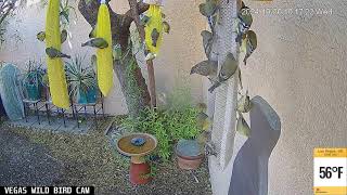 Vegas Wild Bird Cam Live Stream  10302024 [upl. by Giaimo733]