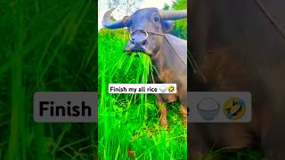 Finish my all rice 🍚🐃🤣😂 comedy funny buffalo shorts [upl. by Hsital]