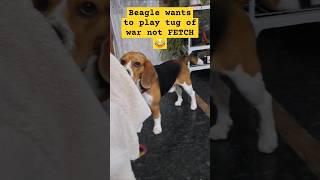 Beagle wants to play Tug of War  beagle dog puppy trending shorts [upl. by Stalk]