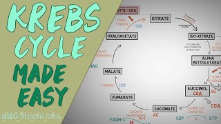 KREBS CYCLE MADE EASY  Krebs cycle Simple Animation Carbohydrate Metabolism Lesson [upl. by Icak162]