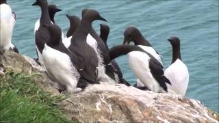 Razorbills amp Guillemots  Part one [upl. by Vorster178]