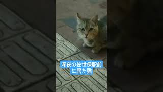 【佐世保に居た猫ちゃん可愛い】shorts short 猫 長崎 佐世保 佐世保駅 深夜の話 散歩 マリアージュ賃貸 [upl. by Namlas]