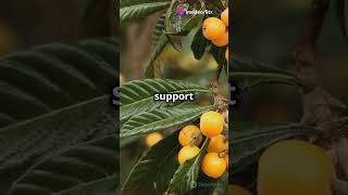 Loquats The Superfruit You Need to Try [upl. by Rise]