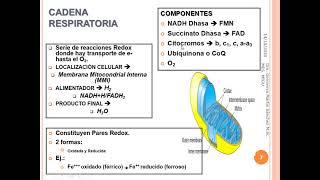 Cadena Respiratoria y Fosforilación Oxidativa [upl. by Leelahk10]