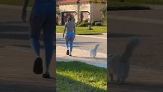 Amariah Morales Puppy 🐶 shortsfeed viral funny catrecovery vlog cat dog [upl. by Peedus708]