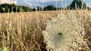 Polne kwiaty Lipcowe i sierpniowe pola  Field Flowers July amp August Fields [upl. by Michel949]