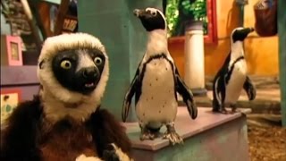 Zoboomafoo Cap 34 quotCriaturas Acuáticasquot [upl. by Ettenuj]