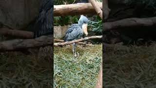 SHOEBILL  SHOEBILL BIRD PHOTOGRAPHY [upl. by Sydel]