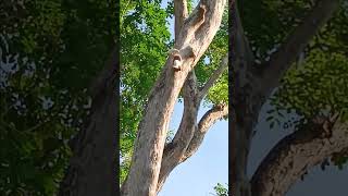 Cockatoos Meet each other on the Tree Top whiteparrots birdslover shorts [upl. by Mountfort82]