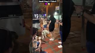 Pitbull Attack Small Dog Misunderstanding youtubeshorts shorts short [upl. by Limbert]