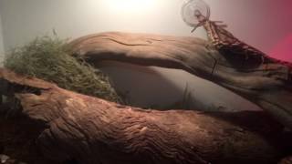 Blue Tongue Lizard  Care Video [upl. by Liartnod]