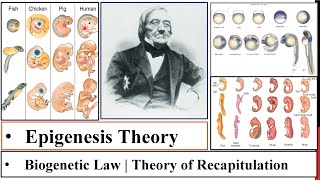 Epigenesis Theory  BiogeneticRecapitulation theory  E Von Baer Law History of Develop Bio P2 [upl. by Saidnac]