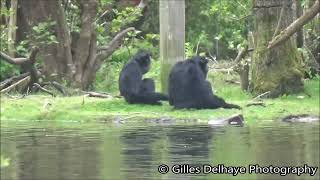 Siamangs Singings Sound  Fota Wildlife Park [upl. by Waxman]