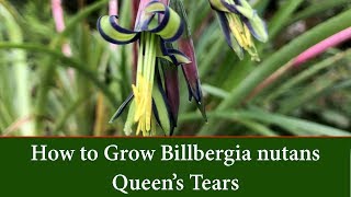 How to Grow Queens Tears or Friendship Plant  Billbergia nutans [upl. by Wunder113]