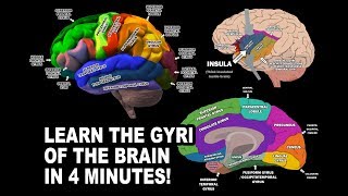 GYRI OF THE BRAIN  LEARN IN 4 MINUTES [upl. by Gerry]