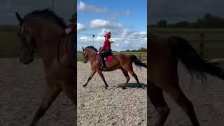 Flatwork today as I am competing at almondsbury show tomorrow Can’t wait Comment if your going [upl. by Cerracchio363]