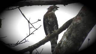 Águila Penachuda  Ornate Hawk Eagle  Spizaetus ornatus [upl. by Wilden978]