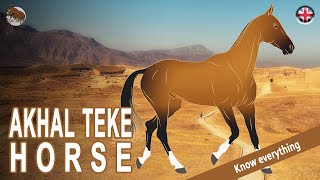 AKHAL TEKE HORSE one of the most enduring horses in the world HORSE BREEDS [upl. by Jurkoic]