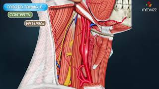 Carotid Triangle Animated Video [upl. by Larianna549]