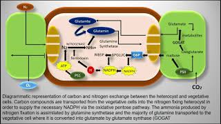 Heterocyst  Cyanobacteria  Nostoc [upl. by Enrak]