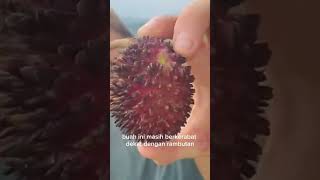 buah pulasan rasanya sangat manis buah agriculture fruits [upl. by Ahsed613]