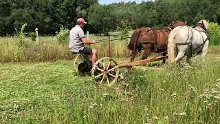 Heuernte hinterm Hof bei Kay Stolzenberg im Wendland mit dem pferdegezogenen FingerBalkenmäher [upl. by Olihs]