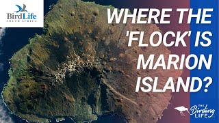 Where the Flock is Marion Island [upl. by Atiniv]