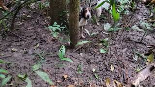 Agouti Hunt In Trinidad Where Dogs Catch The Agouti And Ate it [upl. by Crispa]