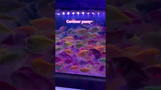 Cartimar pasay Philippines sale fish fypシ゚viral manila cartimar [upl. by Giulia698]