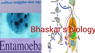 Entamoeba histolytica life cycle TMampEM [upl. by Trin]