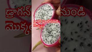 Dragon fruit plants from fresh fruit teluguvlogs gardeninggrowingplantstelugushortsytshorts [upl. by Ulrike792]