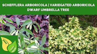 Schefflera arboricola  Variegated Arboricola  Dwarf Umbrella Tree [upl. by Eletnahs]