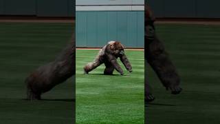 MLB  Animal Interference P3 [upl. by Yrred]