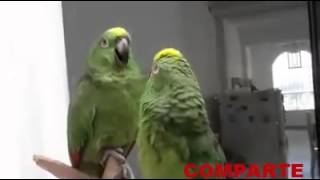 Loros cantando quotAlabare a mi señorquot [upl. by Adnima]