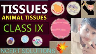 Tissues  Animal amp Plant Tissues  Class 9 OneShot Easiest Lecture  Class 9ScienceCh6  202425 [upl. by Linskey]