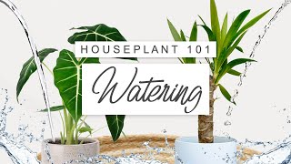 BOTTOM vs TOP Watering 💧 How To Water Indoor Plants Correctly 🌱 Houseplant 101 [upl. by Oeht350]