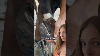 ACHTUNG ⚠️ … bei der HufschmiedWahl shorts horse farrier [upl. by Lashonde284]