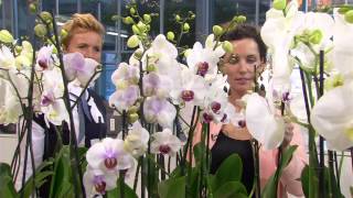 Feiten amp Fabels  verzorging orchidee [upl. by Rodama]