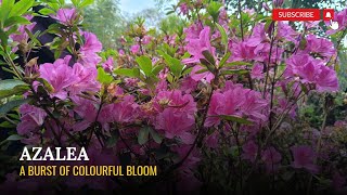 Azalea Extravaganza A Burst of Colorful Blooms minigarden [upl. by Ecirtam]