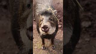 Peculiar Peccary American Mammal [upl. by Millisent]