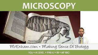 Eukaryotic Cell Structure  Microscopy  Post 16 Biology A Level PreU IB AP Bio [upl. by Jc]